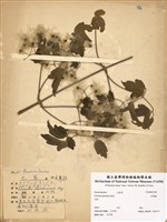 藏品(串鼻龍)的圖片